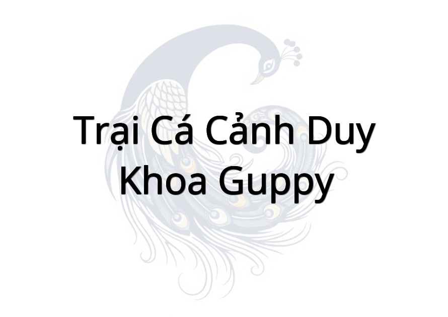 Trại cá cảnh Duy Khoa Guppy