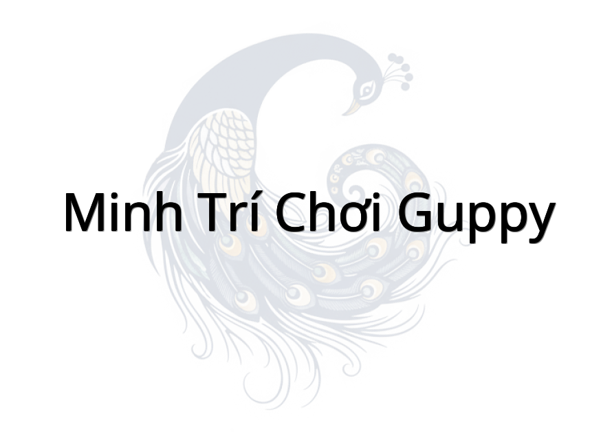 Minh Trí chơi Guppy